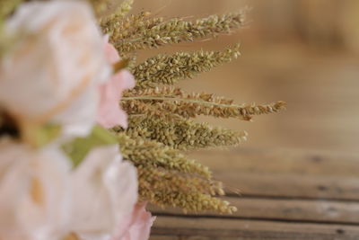 Close-up of hand holding flowering plant