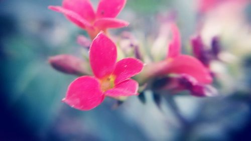 Close-up of flowers against blurred background