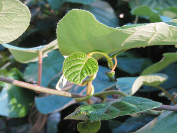 Close-up of plant leaves