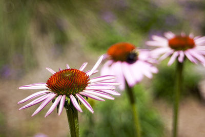 Close-up of eastern purple coneflowers blooming at park