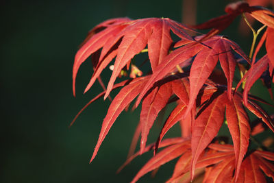 Close-up of red leaves on plant during autumn