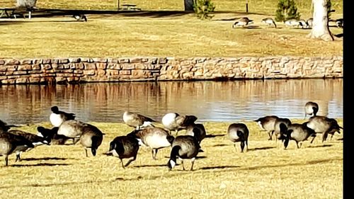 Flock of birds in lake