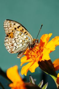 Close-up of butterfly pollinating on yellow flower