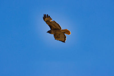 Low angle view of eagle flying against clear blue sky