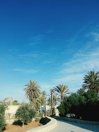 Palm trees against blue sky