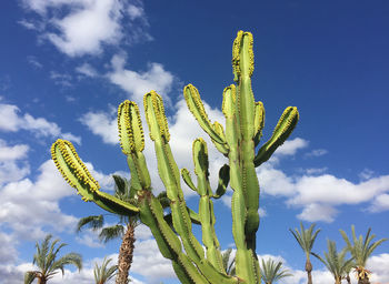 Low angle view of cactus plant against sky