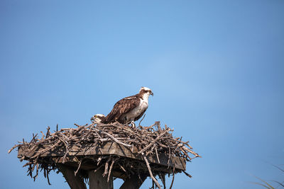 Male osprey bird pandion haliaetus in a nest high above the myakka river in sarasota, florida.