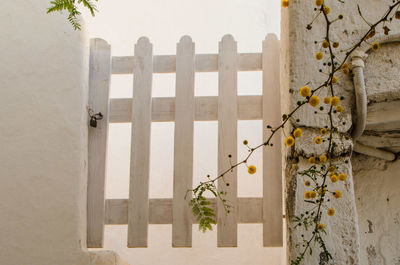 Plants growing by fence against wall