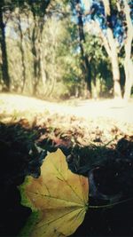 Close-up of leaves on tree trunk
