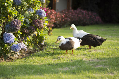 Ducks on field