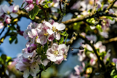 Close-up of cherry blossoms on tree