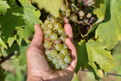 Cropped image of hand holding grapes