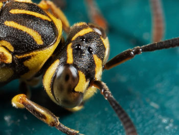 Close-up of honey bee