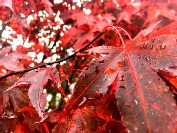 Full frame shot of red leaves