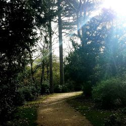 Trees in forest