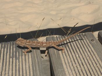 High angle view of insect on wood