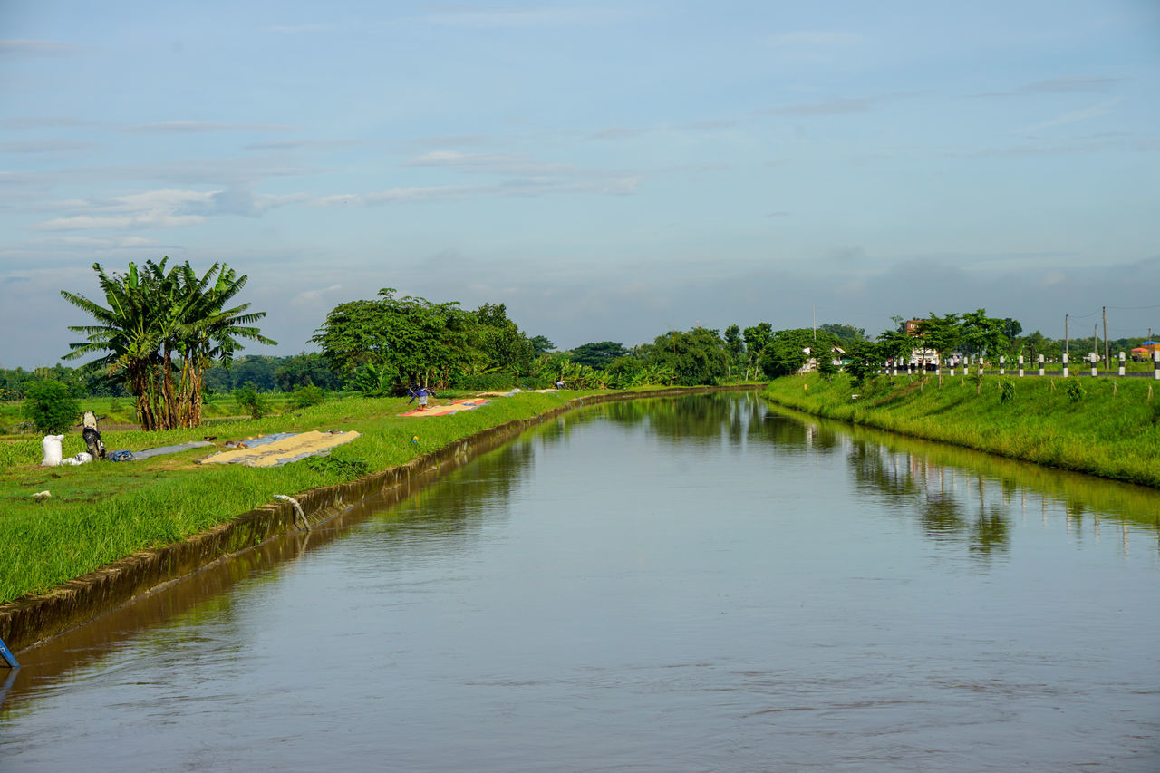 water, reflection, plant, river, tree, sky, nature, body of water, beauty in nature, waterway, scenics - nature, green, tranquility, cloud, rural area, tranquil scene, landscape, growth, grass, environment, day, rice paddy, no people, outdoors, wetland, palm tree, shore, land, rice, tropical climate, field, waterfront, morning, architecture, non-urban scene, rural scene, agriculture, marsh, paddy field, built structure, idyllic