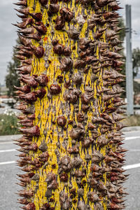 Close-up of tree