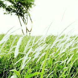 Close-up of fresh crop in field