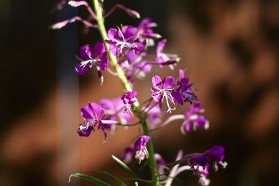 Willow herb flowers