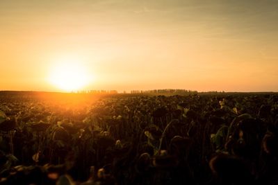 Crops growing on field against sky during sunset