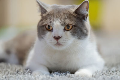 Close-up portrait of a cat