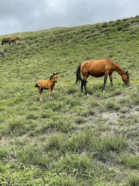Horses in a field, foal and his mother graze on the mountainside