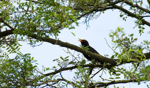 Low angle view of bird perching on tree against sky