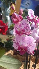 Close-up of pink flowers blooming outdoors