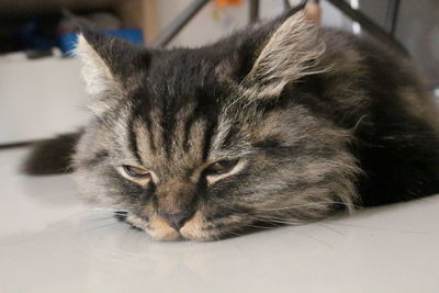 Close-up portrait of cat resting on floor