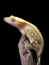 Close-up of lizard