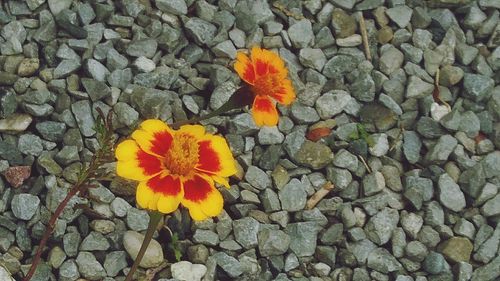 High angle view of yellow flower blooming outdoors