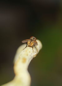 Close-up of insect on flower