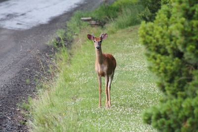 Portrait of deer standing on field