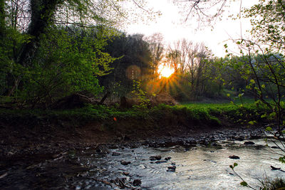 Plants by stream in forest against sky during sunset