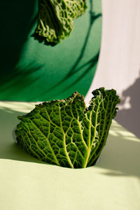 Close-up of green leaves