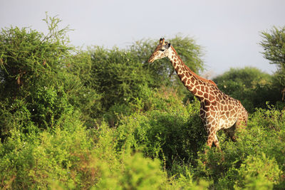 View of giraffe standing on plants