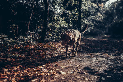 View of dog walking in forest