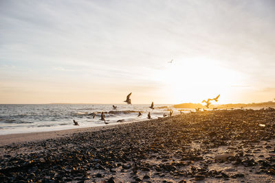 Birds on beach against sky during sunset