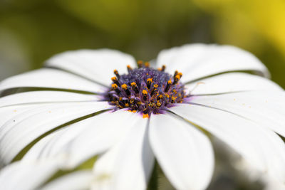 Close-up of white flower