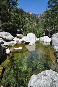 Rocks by river in forest against sky