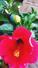 Close-up of pink flower