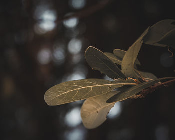 Close-up of autumnal leaves