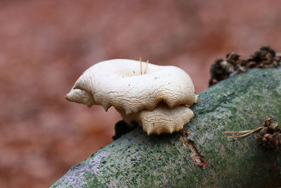 Close-up of mushroom growing on rock