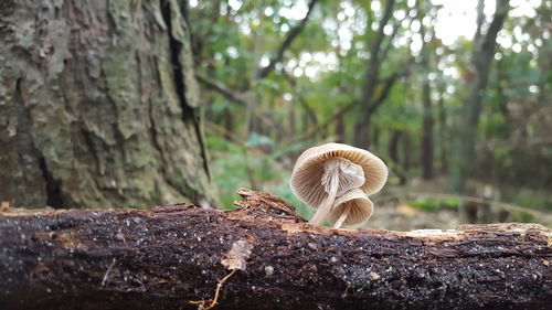 Close-up of mushroom growing on tree trunk