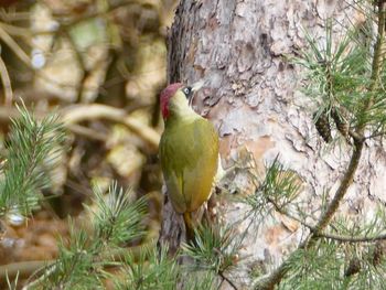 Close-up of bird perching on tree
