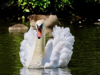 Swan floating in a lake