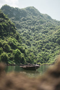 Scenic view of river in forest