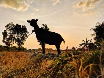 Silhouette horse standing on field against sky