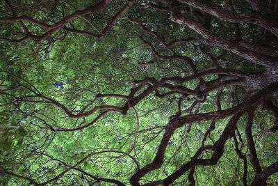 Full frame shot of tree trunks